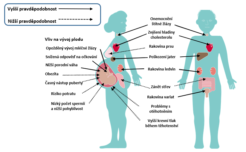 Obrázek č. 1.: Vliv PFAS na člověka a jeho zdraví. Zdroj: Převzato a přeloženo: https://www.eea.europa.eu/publications/emerging-chemical-risks-in-europe, US National Toxicology Program, (2016); C8 Health Project Reports, (2012); WHO IARC, (2017); Barry et al., (2013); Fenton et al., (2009); and White et al., (2011)