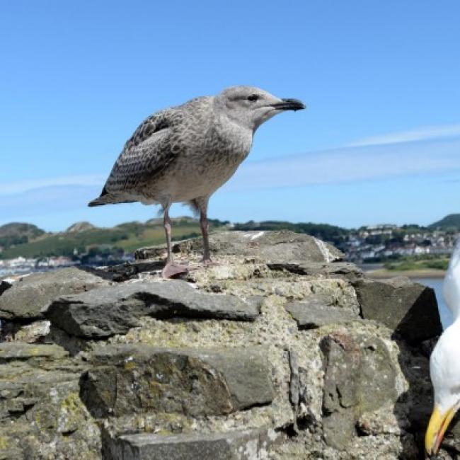 Fotosoutěž VODA 2017 – Lea Pajurková Duží: Conwy1