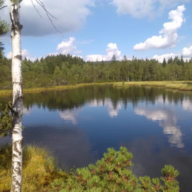 Fotosoutěž VODA 2017 – Lenka Šoltysová: Chalupská slať, Šumava