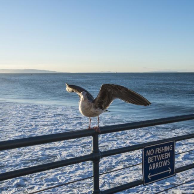 Fotosoutěž VODA 2017 – René Pajurek: Santa Monica