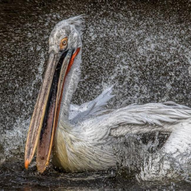 Čestné uznání ve fotosoutěži VODA 2019: Jiří Durdík – Radost ze života