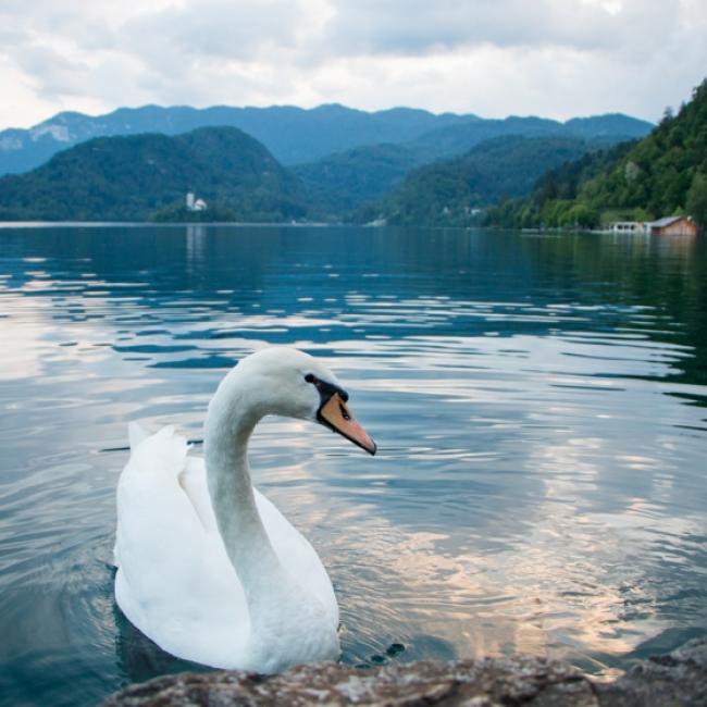 Fotosoutěž VODA 2019 – Kristýna Živná: Labutí jezero