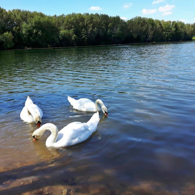 Fotosoutěž VODA 2019 – Pavel Vaněk: Labutě 