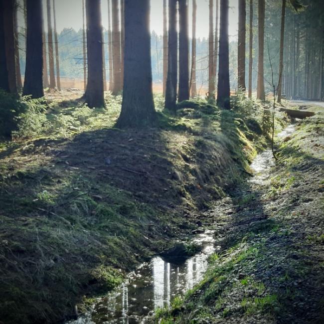 Fotosoutěž VODA 2019 – Olga Blažíčková: Lesní potůček