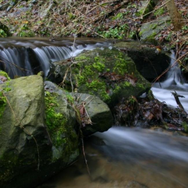 Fotosoutěž VODA 2019 – Petra Karlovská: V lese